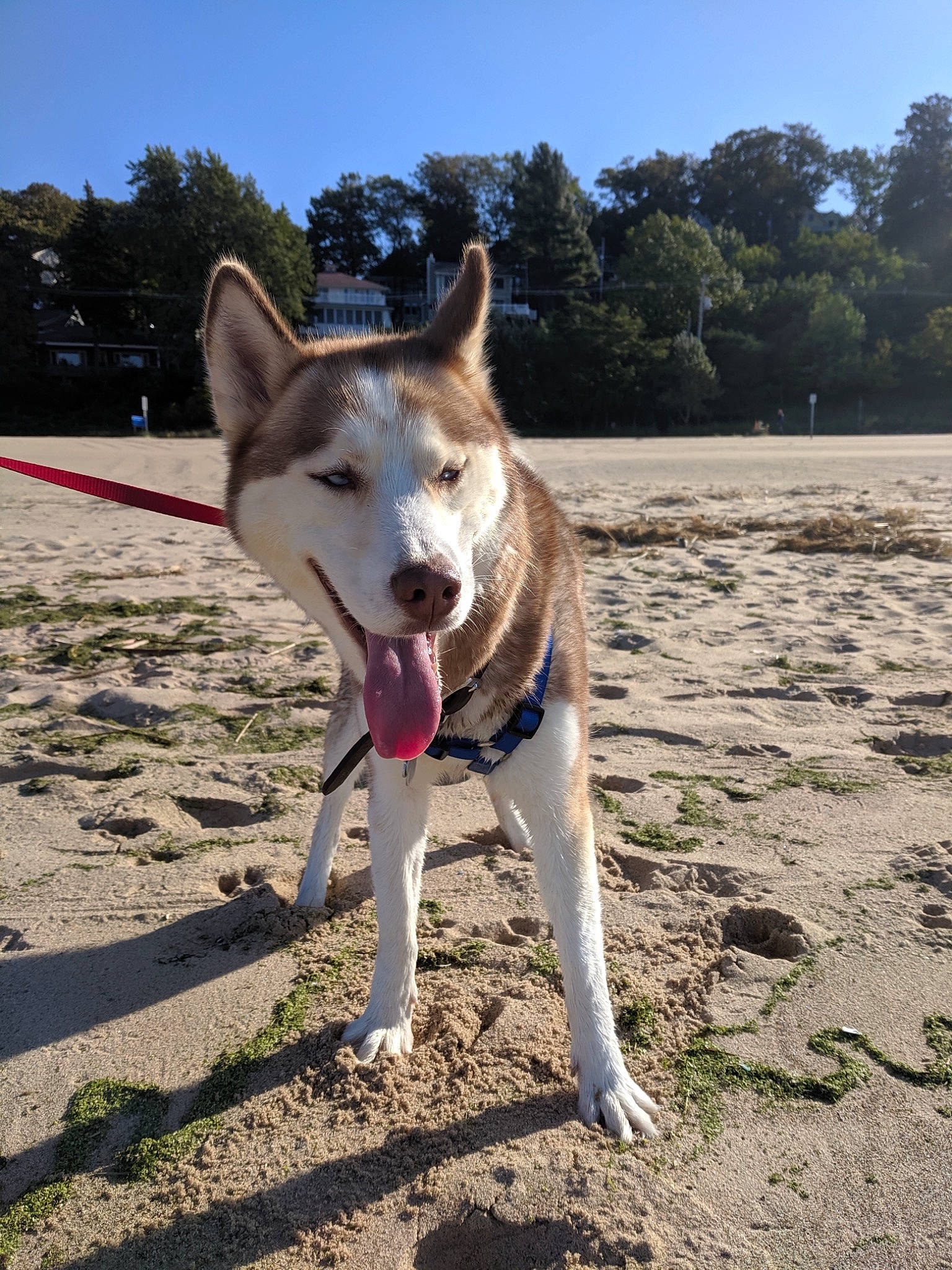 Arbor is registered to the contest to win money with this photo: canaan_dog, canidae, carnivore, carolina_dog, czechoslovakian_wolfdog, dog, dog_breed, east_siberian_laika, fawn, korean_jindo_dog, leash, mammal, northern_inuit_dog, saarloos_wolfdog, seppala_siberian_sleddog, shikoku, siberian_husky, tamaskan_dog, vertebrate, wolfdog