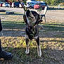 dog, outdoor, vine, grass, boots, car, chair, sunlight, shadow, curious, black_and_white_dog, nature, parked_cars, leaves, person, ground, daylight, playful, collar, harness