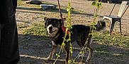 Aurora joined the competition — help win amazing prizes! dog, leash, person, grass, vines, outdoor, sunlight, shadow, autumn, trees, cars, parking_lot, smiling_dog, nature, blue_sky, leaves, metal_chair, sidewalk, daytime, happy