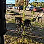 dog, leash, person, grass, vines, outdoor, sunlight, shadow, autumn, trees, cars, parking_lot, smiling_dog, nature, blue_sky, leaves, metal_chair, sidewalk, daytime, happy