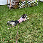Aurora joined the competition — help win amazing prizes! dog, grass, leash, porch, wooden_stairs, shirt, backyard, lawn, fence, greenery, pet, relaxing, outdoor, canine, house, daylight, resting, nature, animal, leisure