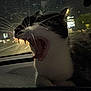 cat, night, car, window, whiskers, yawning, animal, pet, dark, city_lights, blurred_background, close_up, fur, road, vehicle, inside, reflection, mouth_open, urban