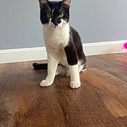 Gravy is registered to the contest to win money with this photo: cat, black_and_white, pet, indoor, wooden_floor, curious, animal, feline, yellow_eyes, sitting, paw_raised, household, floor, domestic_animal, fur, whiskers, ears, tail, wall, baseboard