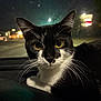 Gravy joined the competition — help win amazing prizes! cat, tuxedo_cat, yellow_eyes, whiskers, night, car_interior, dashboard, window, reflection, streetlights, black_and_white, pet, animal, close_up, portrait, curious, indoor, feline, mammal, domestic