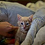 animal, bed, blanket, blue_eyes, cat, closeup, comfort, cozy, cute, domestic_cat, feline, fur, hand, indoor, kitten, orange_cat, pet, resting, soft_light, young_animal