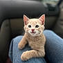 Loco participe au concours pour gagner de l'argent avec cette photo : animal, blurred_background, car, cat, cute, denim, domestic_animal, ears, eyes, fur, hand, indoor, jeans, kitten, lap, mammal, pet, relaxed, whiskers, young