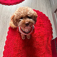 Bronnie is registered to the contest to win money with this photo: dog, curly_fur, red_rug, pet, indoor, cute, small_dog, looking_up, fur, canine, red_and_white_clothing, adorable, floor, home, waiting, animal, companion, curled_tail, texture, cozy
