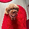 dog, curly_fur, red_rug, pet, indoor, cute, small_dog, looking_up, fur, canine, red_and_white_clothing, adorable, floor, home, waiting, animal, companion, curled_tail, texture, cozy
