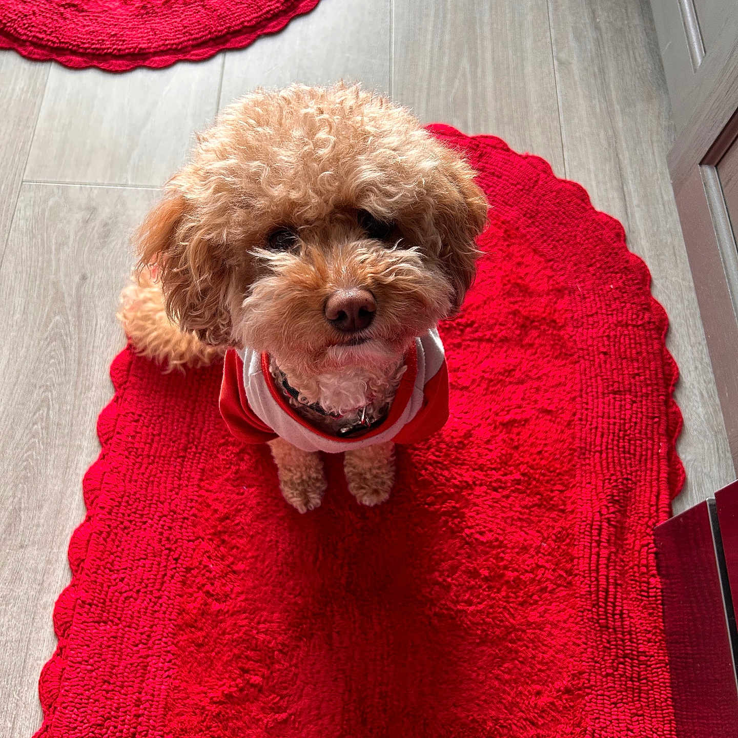 Bronnie is registered to the contest to win money with this photo: dog, curly_fur, red_rug, pet, indoor, cute, small_dog, looking_up, fur, canine, red_and_white_clothing, adorable, floor, home, waiting, animal, companion, curled_tail, texture, cozy