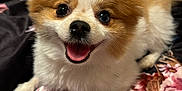 Tinkerbell is registered to the contest to win money with this photo: dog, puppy, pomeranian, smiling, tongue_out, fluffy, pet, animal, cute, bed, blanket, floral_pattern, indoor, fur, small_dog, happy, lying_down, close_up, face, nose