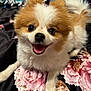 dog, puppy, pomeranian, smiling, tongue_out, fluffy, pet, animal, cute, bed, blanket, floral_pattern, indoor, fur, small_dog, happy, lying_down, close_up, face, nose