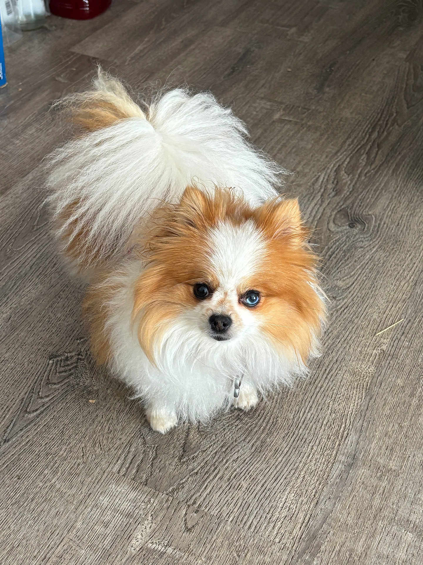 Tinkerbell joined the competition — help win amazing prizes! dog, small_dog, fluffy, brown_and_white, pet, animal, indoor, wooden_floor, curious, cute, pomeranian, fur, tail, standing, looking_up, companion, domestic_animal, adorable, close_up, house
