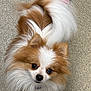 Tinkerbell joined the competition — help win amazing prizes! dog, small_dog, fluffy, long_hair, brown_and_white, tail_wagging, toy, pink_toy, indoor, floor, looking_up, pet, cute, companion, animal, fur, ears, black_nose, eyes, playful