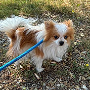 Tinkerbell is registered to the contest to win money with this photo: dog, small_dog, fluffy, leash, blue_leash, outdoor, grass, leaves, twigs, brown_fur, white_fur, curious, pet, animal, nature, sunlight, ground, ears, tail, walking