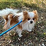 dog, small_dog, fluffy, leash, blue_leash, outdoor, grass, leaves, twigs, brown_fur, white_fur, curious, pet, animal, nature, sunlight, ground, ears, tail, walking