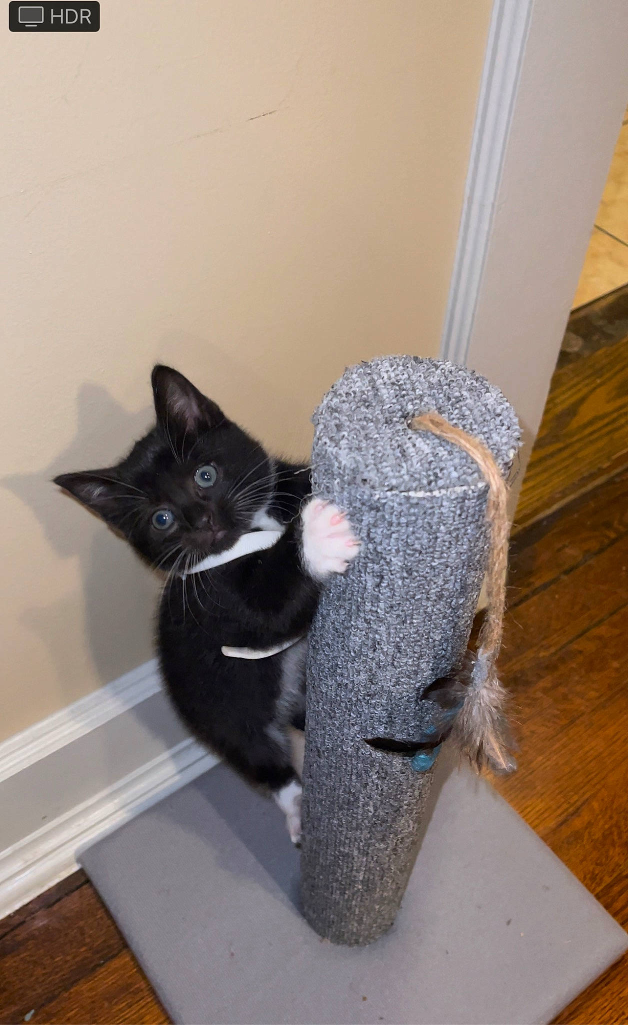 Lili joined the competition — help win amazing prizes! black_cat, carnivore, cat, chair, comfort, domestic_short_haired_cat, felidae, flooring, fur, grey, hardwood, paper_product, room, shelf, small_to_medium_sized_cats, tail, whiskers, window, wood, wood_flooring