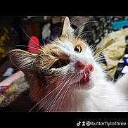 Alexa is registered to the contest to win money with this photo: animal, cat, close_up, cute, domestic_cat, expression, eyes, face, feline, fur, indoor, mischievous, nose, orange_and_white, pet, playful, portrait, tongue, whiskers