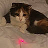 Wendy is registered to the contest to win money with this photo: cat, calico_cat, pet, indoor, bed, blanket, comforter, white, feline, animal, resting, cute, fur, laser_pointer, red_dot, playful, relaxed, home, cozy, night