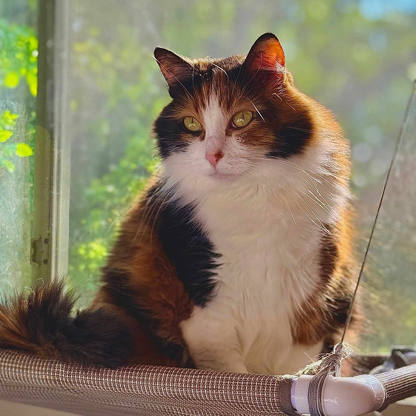 Wendy joined the competition — help win amazing prizes! cat, calico, fluffy, window, sunlight, perch, indoor, pet, animal, feline, relaxing, cozy, fur, whiskers, ears, tail, daylight, blurred_background, nature, domestic
