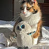 Wendy is registered to the contest to win money with this photo: cat, calico_cat, plush_toy, owl_toy, bed, bedspread, indoor, sunlight, feline, pet, whiskers, fur, animal, cozy, resting, cute, stuffed_animal, soft_toy, domestic_cat, relaxation