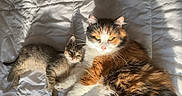 Wendy joined the competition — help win amazing prizes! cat, kitten, calico_cat, tabby_cat, pets, animal, sleeping, relaxing, sunlight, bed, blanket, fur, cute, domestic_animal, whiskers, indoor, cozy, resting, companion, two_animals