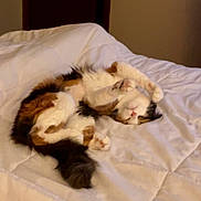 Wendy is registered to the contest to win money with this photo: cat, calico, bed, blanket, fur, sleeping, relaxed, indoor, pet, animal, cozy, white, comfort, cute, resting, paw, feline, domestic, soft, warm