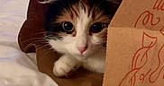 Wendy joined the competition — help win amazing prizes! animal, bed, black, brown, calico, cat, close_up, curious, cute, domestic, ears, feline, indoor, paper_bag, pet, pink_nose, resting, soft_light, whiskers, white