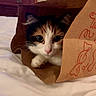 cat, calico, paper_bag, bed, indoor, pet, curious, whiskers, feline, cute, animal, brown, white, black, pink_nose, ears, resting, soft_light, domestic, close_up