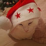 cat, white_cat, santa_hat, red_stars, sleeping, holiday, christmas, festive, indoor, soft_texture, cozy, cute, pet, animal, fur, whiskers, closeup, resting, decorations, background_blur