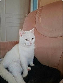 Moumoute participe au concours pour gagner de l'argent avec cette photo : carnivore, cat, comfort, domestic_short_haired_cat, felidae, fur, hardwood, paw, rectangle, sitting, small_to_medium_sized_cats, square, tail, terrestrial_animal, whiskers, wood