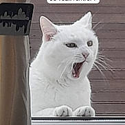 Moumoute a rejoint le concours — aidez-le/la à gagner de superbes lots ! animal, cat, close_up, curtain, cute, domestic_cat, expressive, face, feline, indoor, looking, open_mouth, paws, pet, speech_bubble, text_overlay, whiskers, white_cat, window, yawning_cat