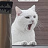 animal, cat, close_up, curtain, cute, domestic_cat, expressive, face, feline, indoor, looking, open_mouth, paws, pet, speech_bubble, text_overlay, whiskers, white_cat, window, yawning_cat
