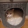 Moumoute a rejoint le concours — aidez-le/la à gagner de superbes lots ! animal, basket, cat, cozy, cute, domestic_animal, eyes, fluffy, fur, furniture, home, indoor, legs, pet, relaxing, resting, sleeping_spot, white_cat, wooden_floor, woven_basket
