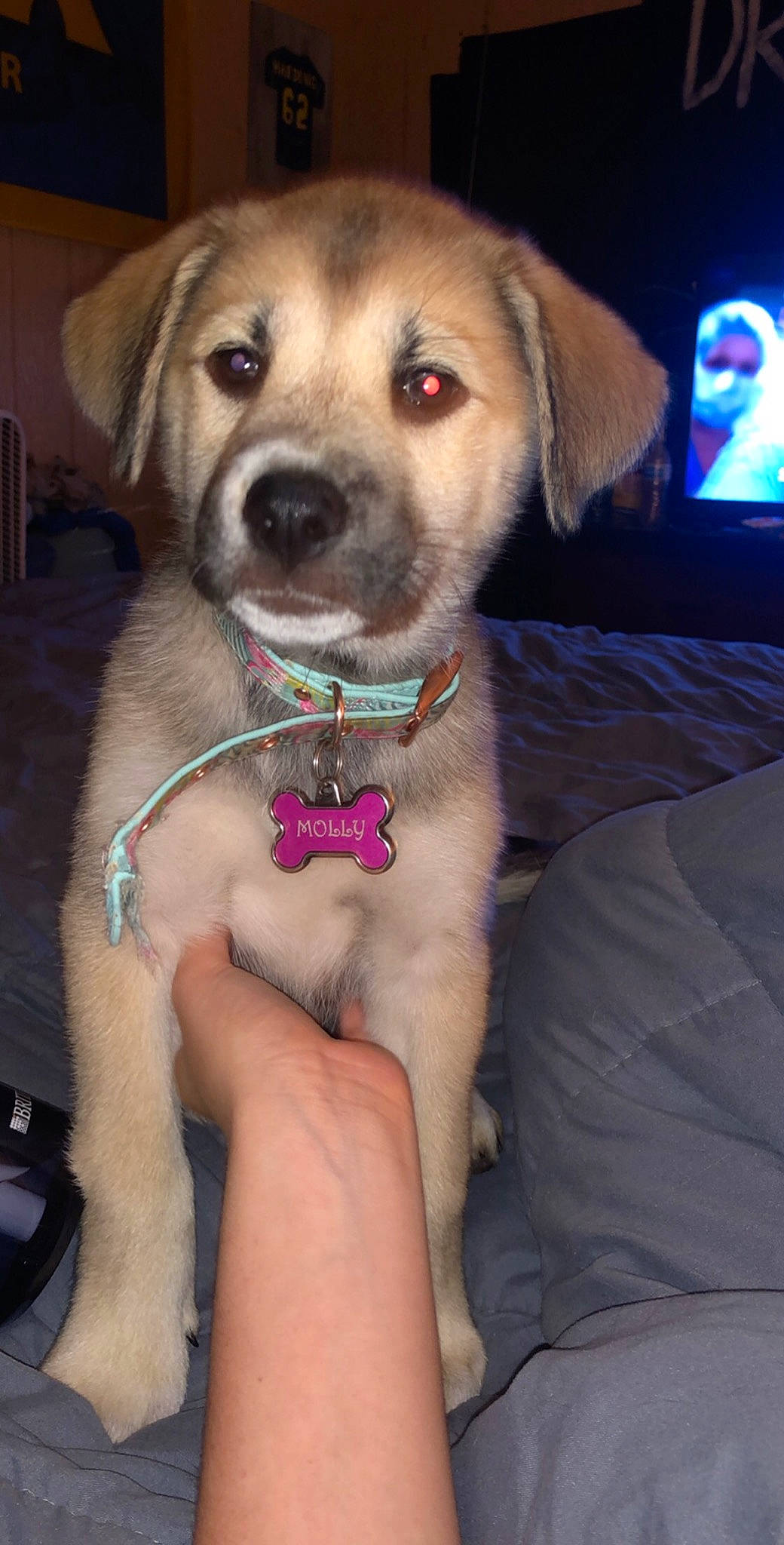 Molly is registered to the contest to win money with this photo: beagador, canidae, carnivore, chinook, companion_dog, dog, dog_breed, fawn, labrador_husky, mammal, puppy, puppy_love, rare_breed_dog, snout, sporting_group, whiskers