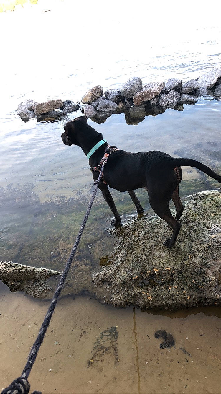 Jaida joined the competition — help win amazing prizes! adventure, beach, canidae, carnivore, collar, dog, dog_breed, dog_collar, dog_hiking, fawn, lake, leash, ocean, rampur_greyhound, recreation, rock, sporting_group, tail, water, working_animal