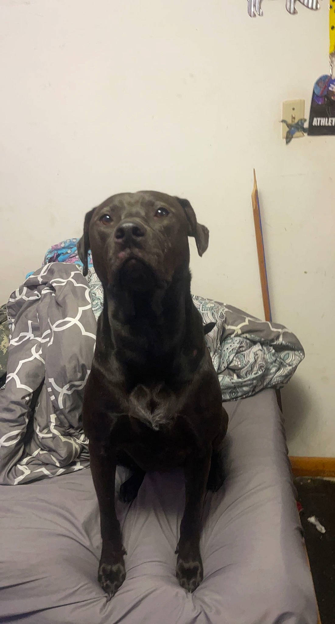 Jaida joined the competition — help win amazing prizes! art, borador, carnivore, collar, comfort, companion_dog, dog, dog_breed, dog_collar, fawn, fur, guard_dog, gun_dog, liver, pet_supply, snout, sporting_group, terrestrial_animal, whiskers, working_animal