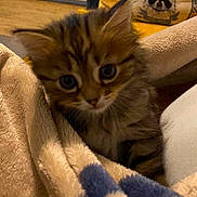 Bounty a rejoint le concours — aidez-le/la à gagner de superbes lots ! animal, blanket, cat, close_up, cozy, curious, cute, domestic_animal, face, fur, furry, home, indoors, kitten, pet, pillow, resting, sleeping_area, soft, young