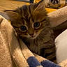 animal, blanket, cat, close_up, cozy, curious, cute, domestic_animal, face, fur, furry, home, indoors, kitten, pet, pillow, resting, sleeping_area, soft, young