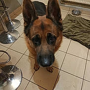Tailko a rejoint le concours — aidez-le/la à gagner de superbes lots ! dog, german_shepherd, pet, indoor, floor, tile, ears, shadow, water_bowl, bar_stool, towel, brown, black, canine, looking_up, household, animal, close_up, floor_tile, domestic