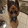 dog, german_shepherd, pet, indoor, floor, tile, ears, shadow, water_bowl, bar_stool, towel, brown, black, canine, looking_up, household, animal, close_up, floor_tile, domestic