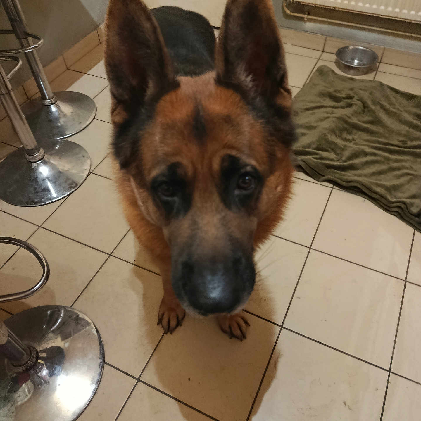 Tailko a rejoint le concours — aidez-le/la à gagner de superbes lots ! dog, german_shepherd, pet, indoor, floor, tile, ears, shadow, water_bowl, bar_stool, towel, brown, black, canine, looking_up, household, animal, close_up, floor_tile, domestic