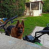 animal, backyard, bicycle, daylight, dog, dog_face, fence, garden, german_shepherd, grass, greenery, handlebars, house, outdoor, pet, pointed_ears, portrait, shed, standing, yard