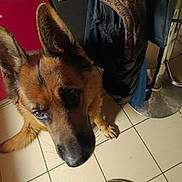 Tailko participe au concours pour gagner de l'argent avec cette photo : animal, black_muzzle, brown_eyes, brown_fur, cabinet, close_up, coats, cozy, dog, funny_pose, german_shepherd, home, indoor, large_ears, looking_at_camera, metal, pet, portrait, stool, tiled_floor