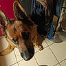 animal, black_muzzle, brown_eyes, brown_fur, cabinet, close_up, coats, cozy, dog, funny_pose, german_shepherd, home, indoor, large_ears, looking_at_camera, metal, pet, portrait, stool, tiled_floor