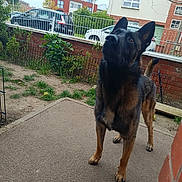 Red a rejoint le concours — aidez-le/la à gagner de superbes lots ! dog, german_shepherd, pet, animal, outdoor, garden, fence, car, building, brick_wall, sidewalk, grass, tree, window, yard, curious, alert, standing, canine, suburban