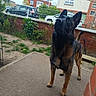 dog, german_shepherd, pet, animal, outdoor, garden, fence, car, building, brick_wall, sidewalk, grass, tree, window, yard, curious, alert, standing, canine, suburban