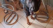 Red a rejoint le concours — aidez-le/la à gagner de superbes lots ! animal, ball, bar_stool, black, blur, brown, casual, dog, ears, floor, footwear, german_shepherd, indoor, leg, metal, mouth, person, pet, tail, tile_floor