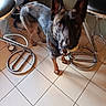 dog, german_shepherd, ball, indoor, tile_floor, bar_stool, metal, pet, animal, mouth, ears, tail, person, footwear, casual, blur, brown, black, floor, leg