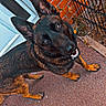 dog, german_shepherd, pet, animal, outdoor, brick_wall, pavement, fence, brown, black, ears, looking_up, canine, curious, standing, close_up, sidewalk, nature, daylight, muzzle
