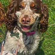 Ruby joined the competition — help win amazing prizes! dog, party_hat, birthday, cake, candles, grass, outdoor, celebration, pet, animal, happy, brown, white, fur, collar, tag, sunlight, nature, closeup, cute